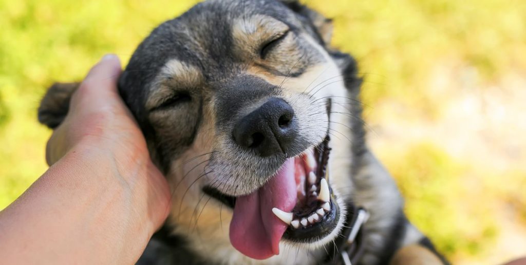 Happy dog: Why Dogs Are the Best Pets for You?