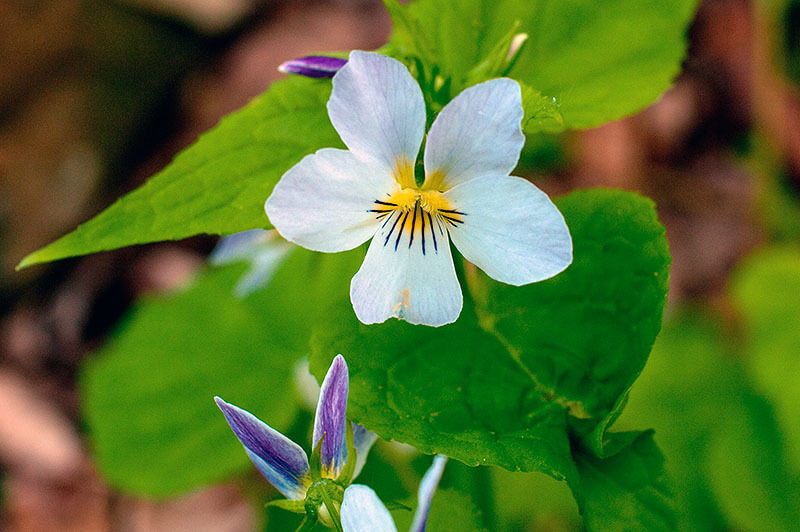 Canadian Violet; 13 Captivating Flowers That Start With C