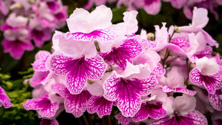 Cape Primrose; 13 Captivating Flowers That Start With C