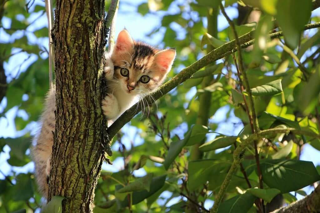 How To Get A Cat Out Of A Tree?  