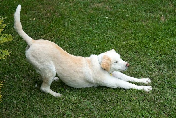 dog-stretching