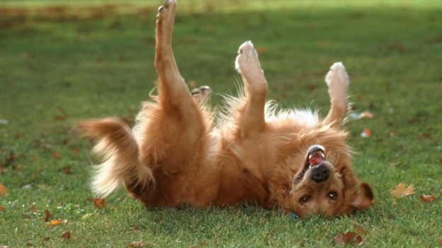 dogs-rolls-on-the-grass-why-do-dogs-roll-on-the-grass