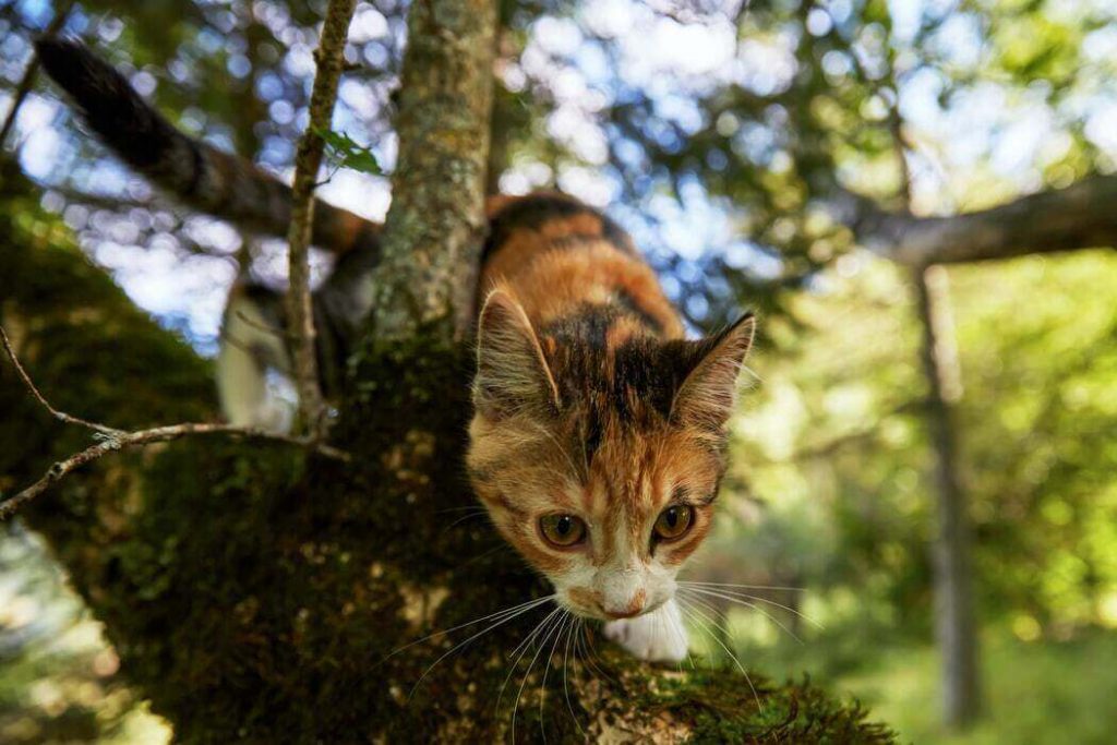 9 Ways To Get A Cat Out Of A Tree
