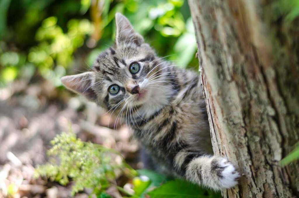 9 Ways To Get A Cat Out Of A Tree