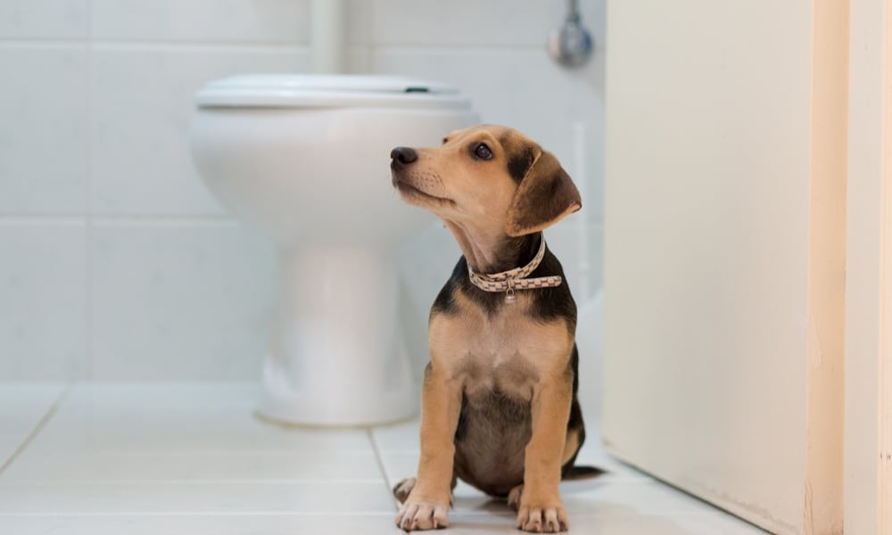 why-do-dogs-follow-you-to-the-bathroom