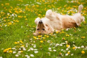 why do dogs roll on the grass