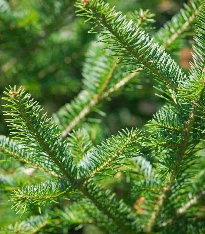 12 Best Types Of Christmas Trees For Aroma, Decor & Density