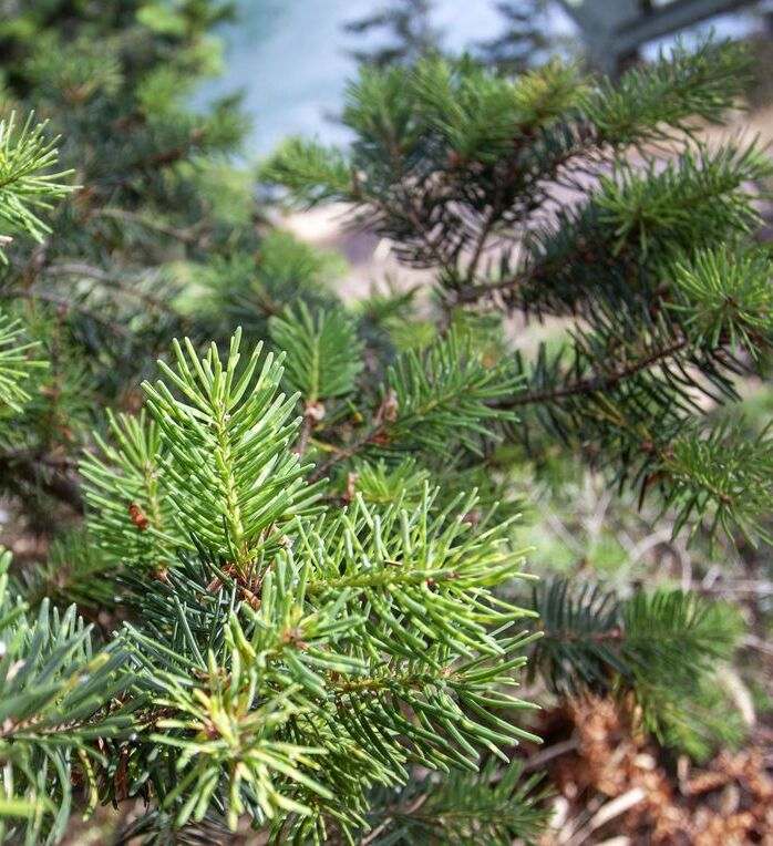 12 Best Types Of Christmas Trees For Aroma, Decor & Density