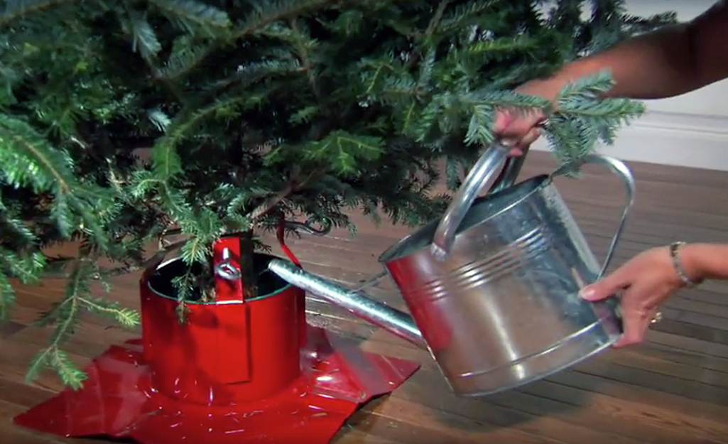 How To Make A Christmas Tree Last Longer | Christmas For A Long Haul