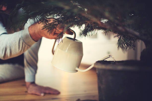 How To Make A Christmas Tree Last Longer | Christmas For A Long Haul