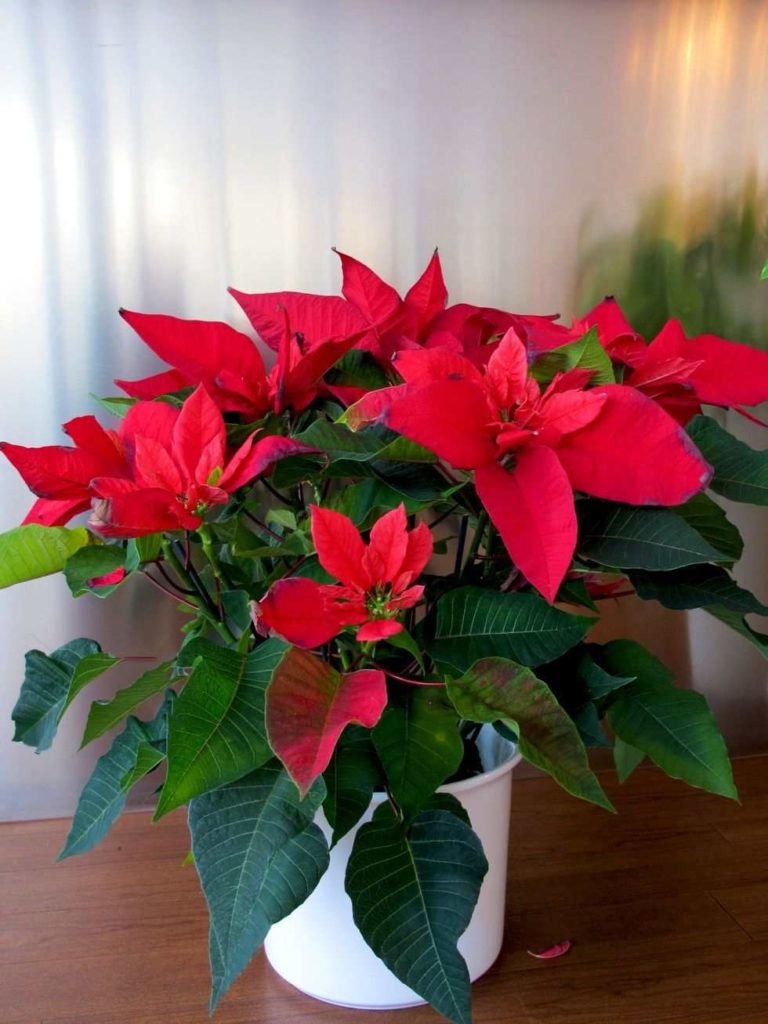 Poinsettia; 11 Decorative Christmas Plants & Flowers in 2021