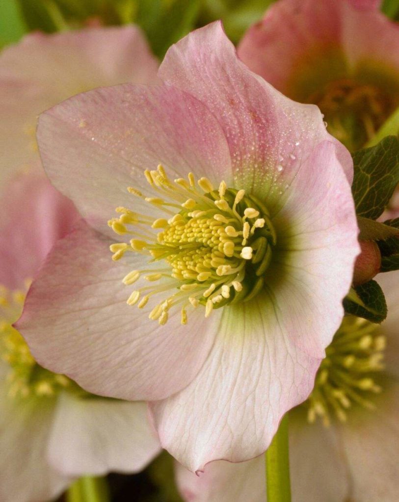 Christmas Rose; 11 Decorative Christmas Plants & Flowers in 2021
