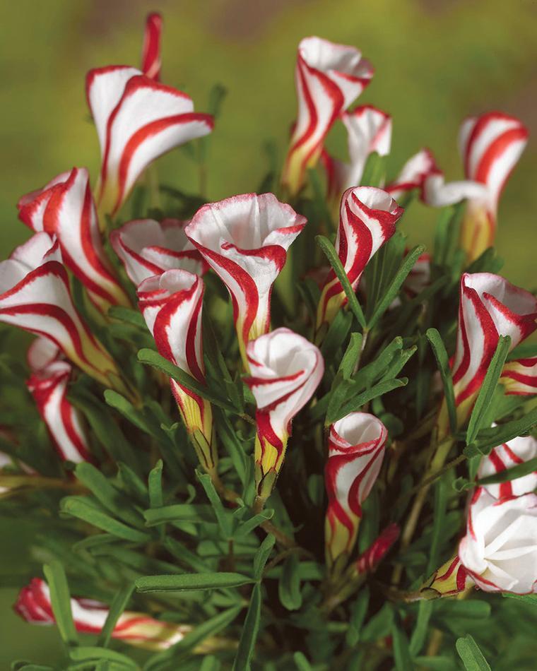 Candy Cane Sorrel; 11 Decorative Christmas Plants & Flowers in 2021