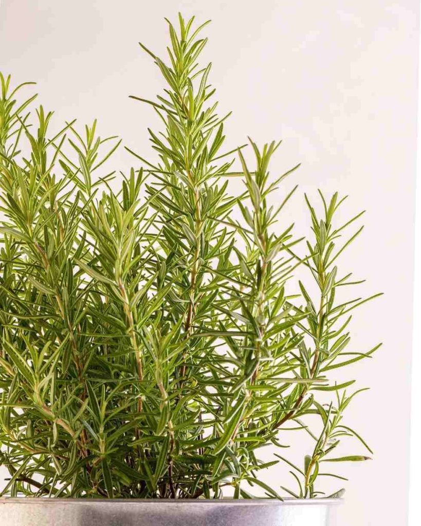 Rosemary ; 11 Decorative Christmas Plants & Flowers in 2021