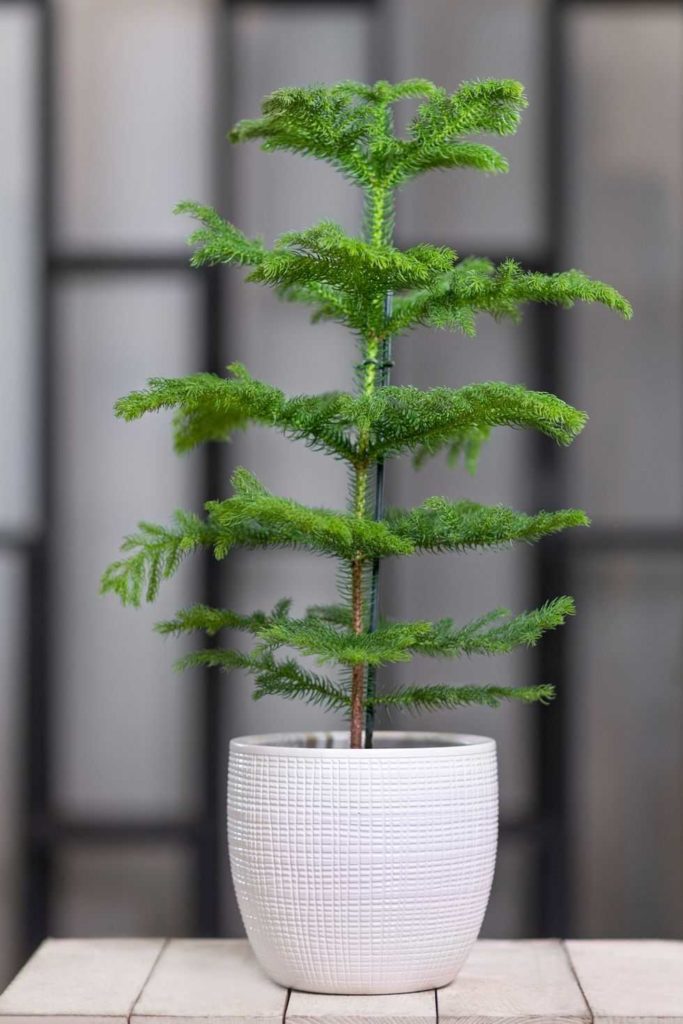 Norfolk Island Pine; 11 Decorative Christmas Plants & Flowers in 2021