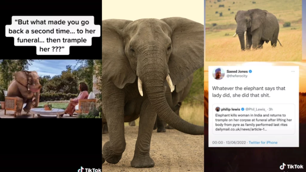Why is Elephant and a Lady on TikTok Trending?
