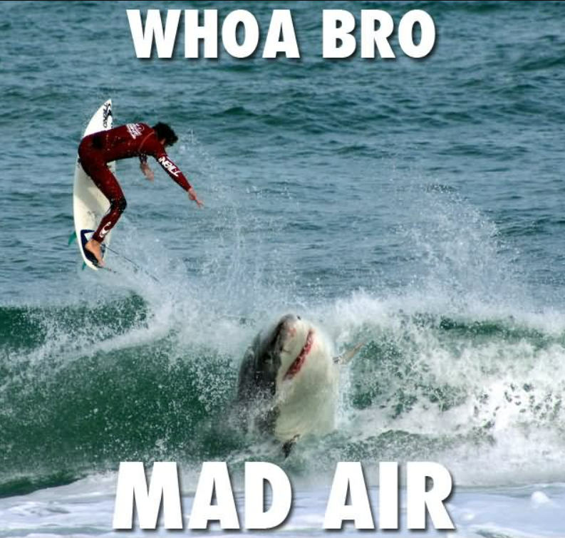 25+ Funniest Shark Week Memes To Brighten Your Day | These Memes Had Us ROFL!