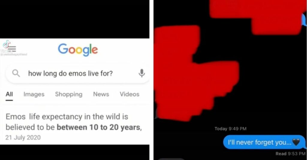 How Long Do Emos Live? New Question Takes Over on TikTok!