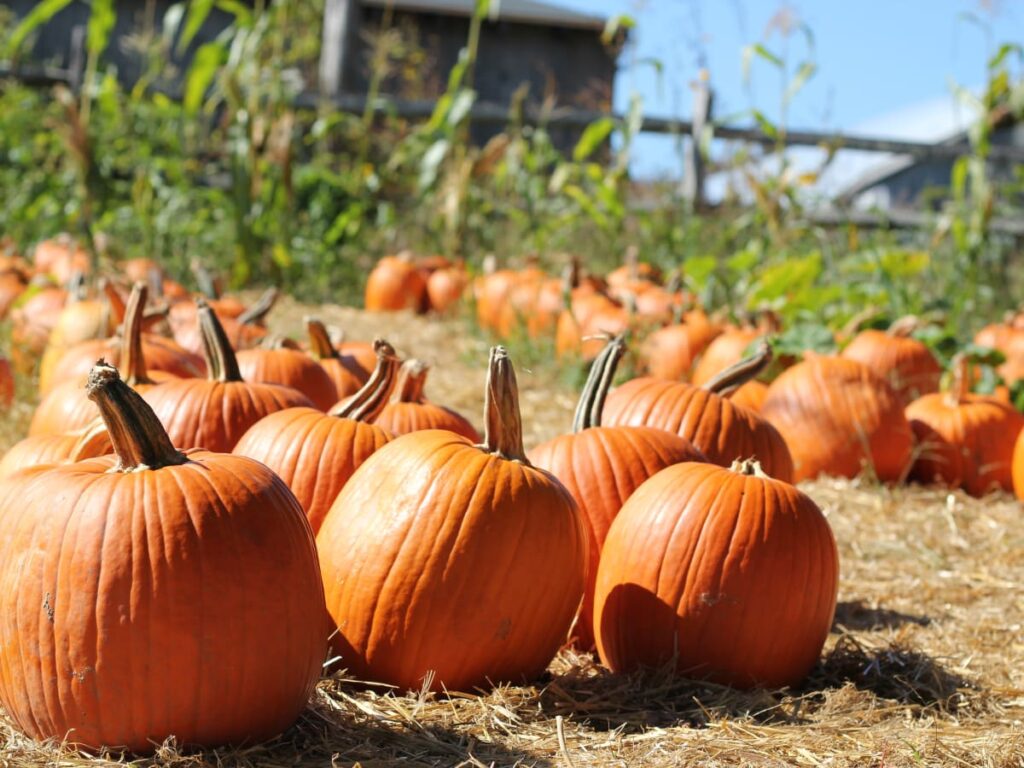 What are pumpkin patch captions?