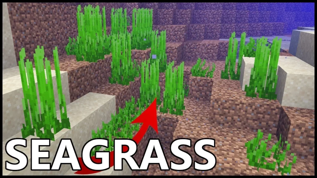 Get Seagrass In Minecraft
