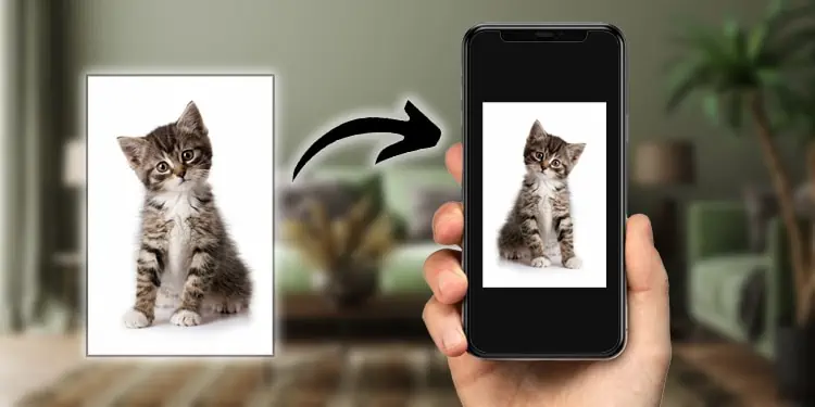 Inverted Photo of a Cat in iPhone; How to Invert a Picture on iPhone