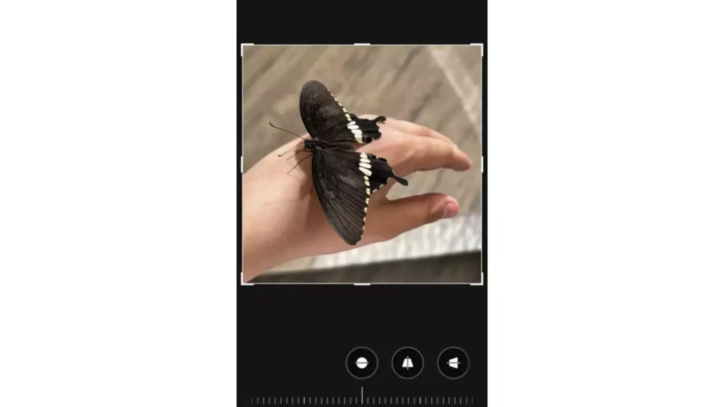 butterfly image in iPhone; How to Invert a Picture on iPhone