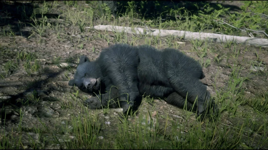 RDR2 Bear Locations