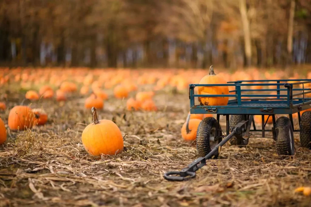 60+ Best Pumpkin Patch Captions For This Halloween