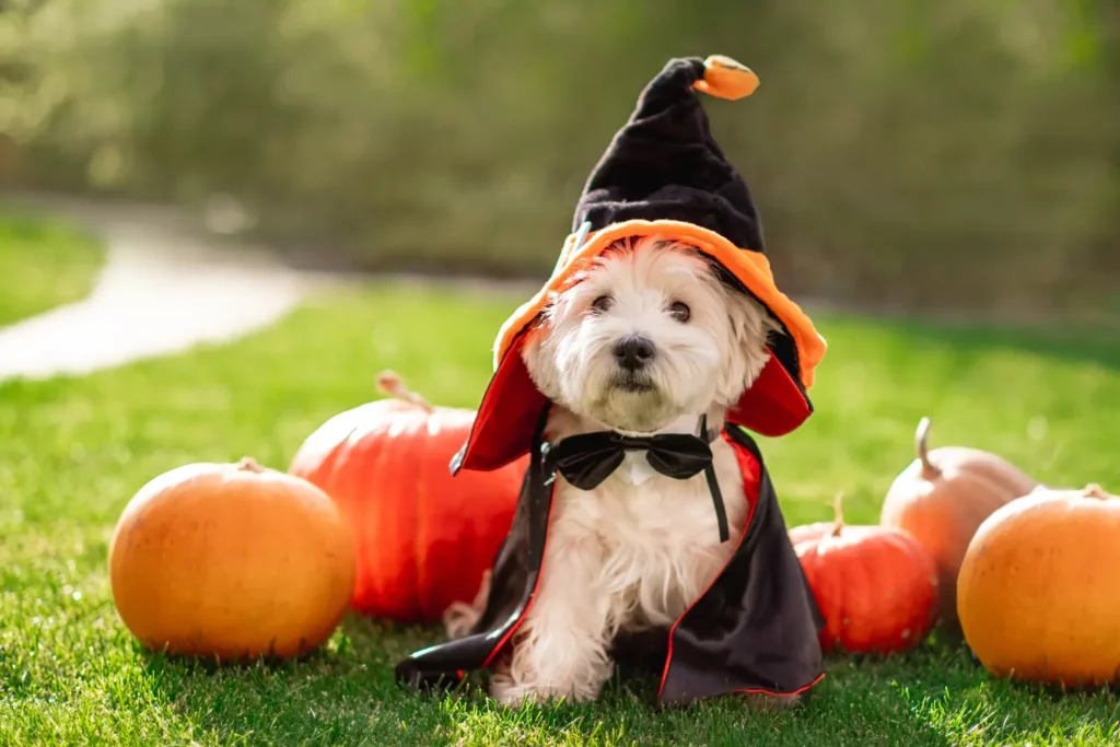 Dog Halloween Instagram Captions