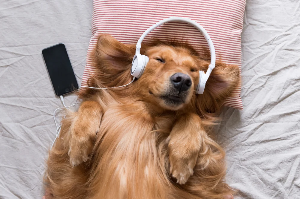 Dog; Spotify Pet Playlist Maker - Your Pawrenting Guide