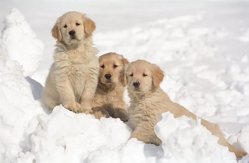 150+ Snow Captions For Instagram Here! 
